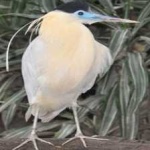 image of bird