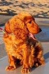 image of english_cocker_spaniel #9