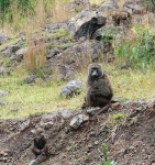 image of baboon