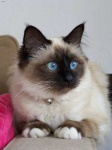 image of birman #15