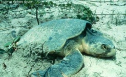 image of animal