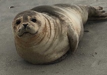 image of seal #6