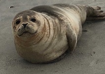 image of animal