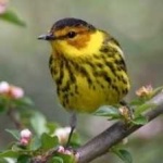image of bird