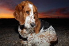 image of basset_hound #24