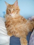 image of maine_coon #17