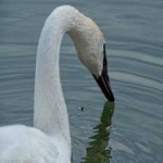 image of bird