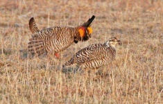 image of prairie_chicken