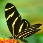 image of animal