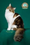 image of animal