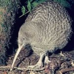 image of bird_kiwi #7