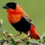 image of bird