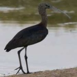 image of bird