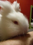image of angora