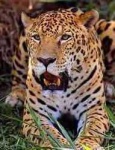 image of jaguar_car