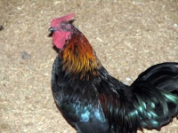 image of chicken #4