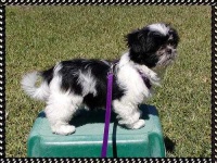 image of shih_tzu