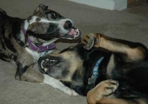 image of rottweiler