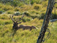 image of animal