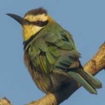 image of white_throated_bee_eater #15