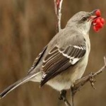 image of bird