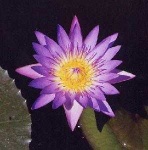 image of water_lilly