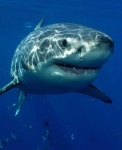 image of animal
