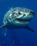 image of shark #20