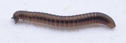 image of animal