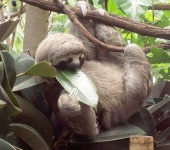 image of three_toed_sloth