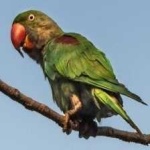 image of alexandrine_parakeet #34