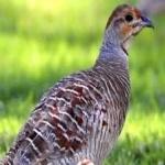 image of black_francolin #22