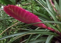 image of flower