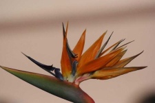 image of bird_of_paradise_flower #62