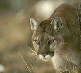 image of cougar_face