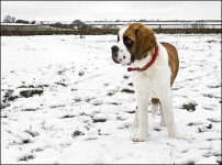 image of saint_bernard