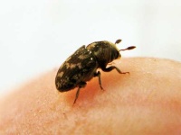 image of weevil