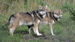 image of wolf #18