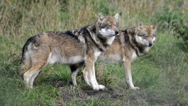image of animal