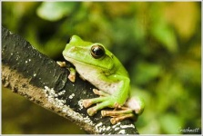 image of tree_frog #24