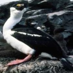image of bird
