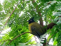 image of bulbul