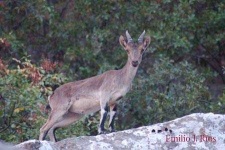 image of ibex