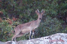 image of ibex #22