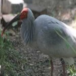 image of asian_crested_ibis #30