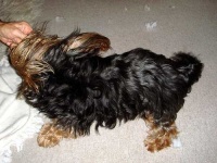 image of silky_terrier #28