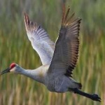 image of bird