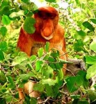 image of proboscis_monkey