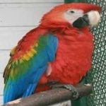 image of bird