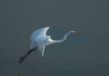 image of american_egret